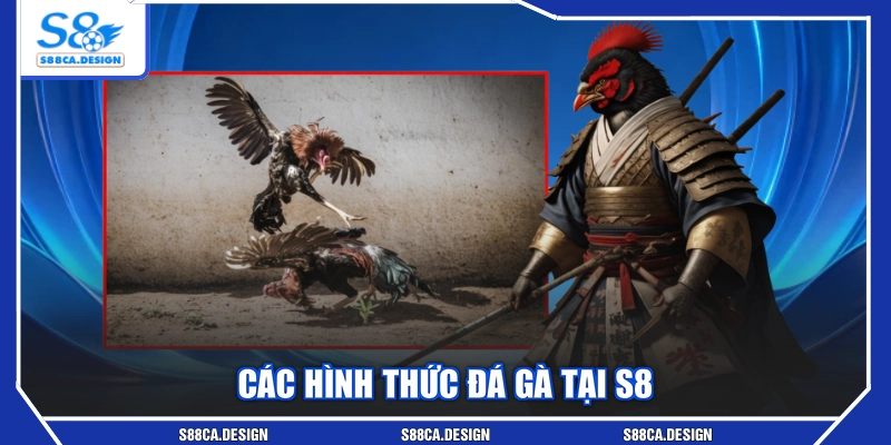 Các hình thức đá gà tại S8